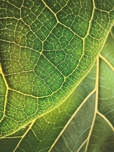 “Leaf Illumination” by Trevor Collins, iPhone 13 Pro, (Boston, USA).