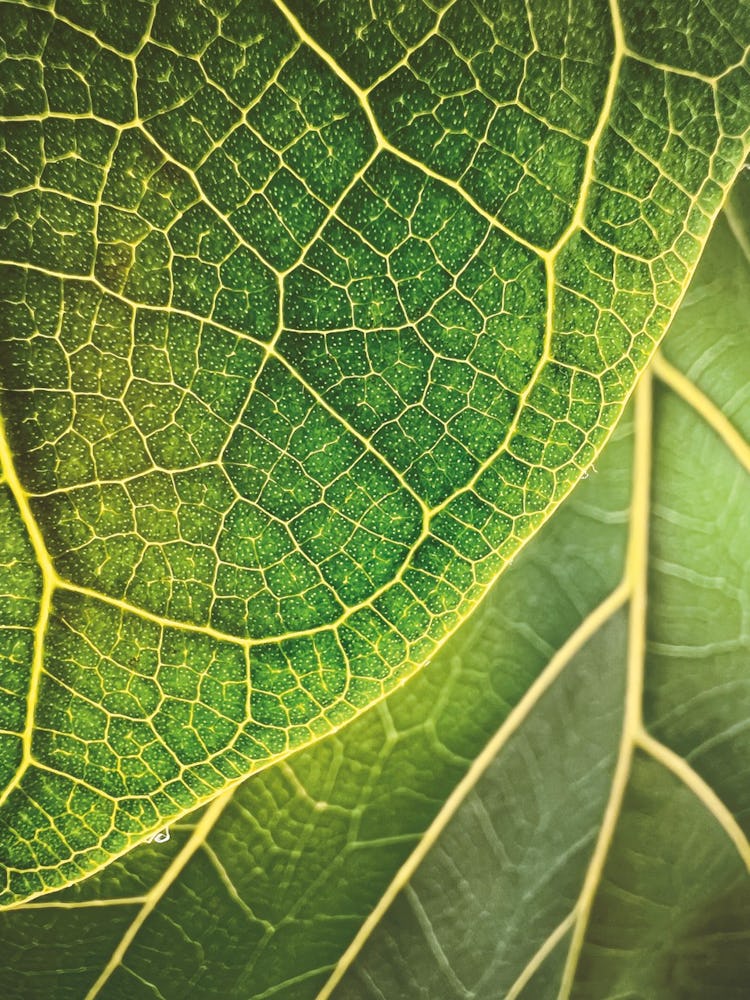 “Leaf Illumination” by Trevor Collins, iPhone 13 Pro, (Boston, USA).
