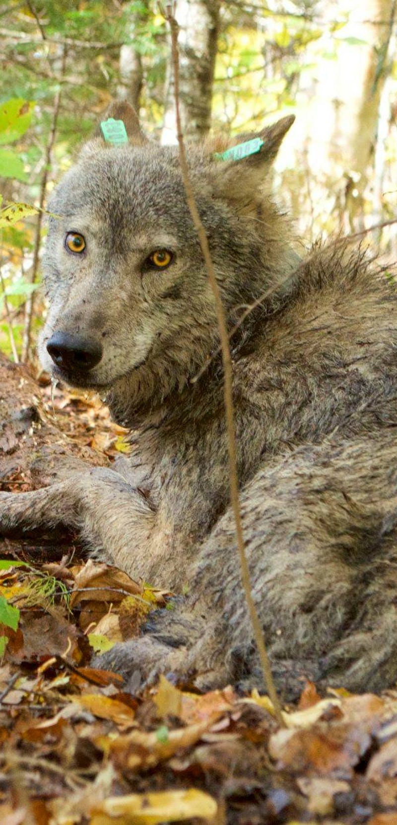 A wolf positioned in the woods, gazing towards the camera.