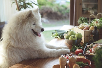 Dog surrounded by vegetables