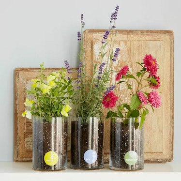 Gifts for mom who doesn't want anything include this birth month flower grow kit from uncommon goods...