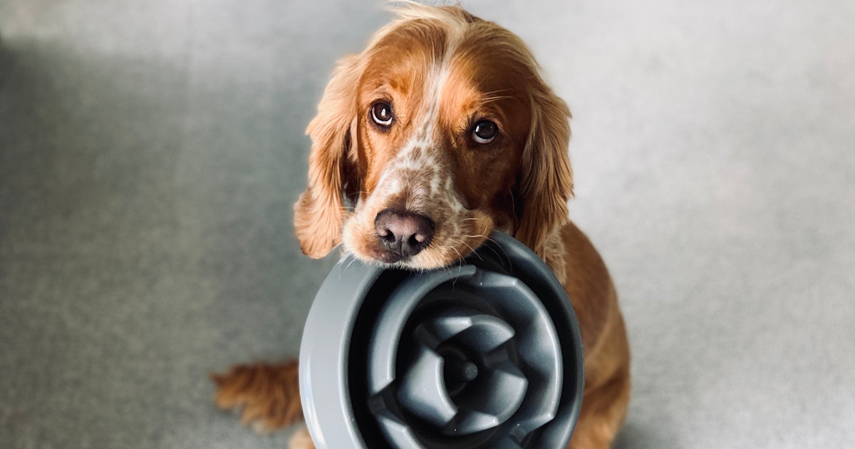 Can I feed my dog a vegan diet? A new study says it’s a good idea