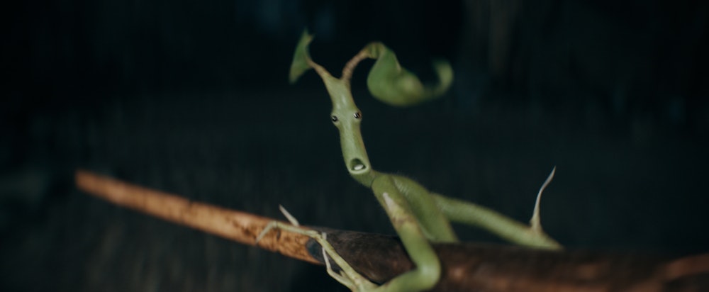 Pickett the Bowtruckle is one of Newt’s “fantastic beasts.”