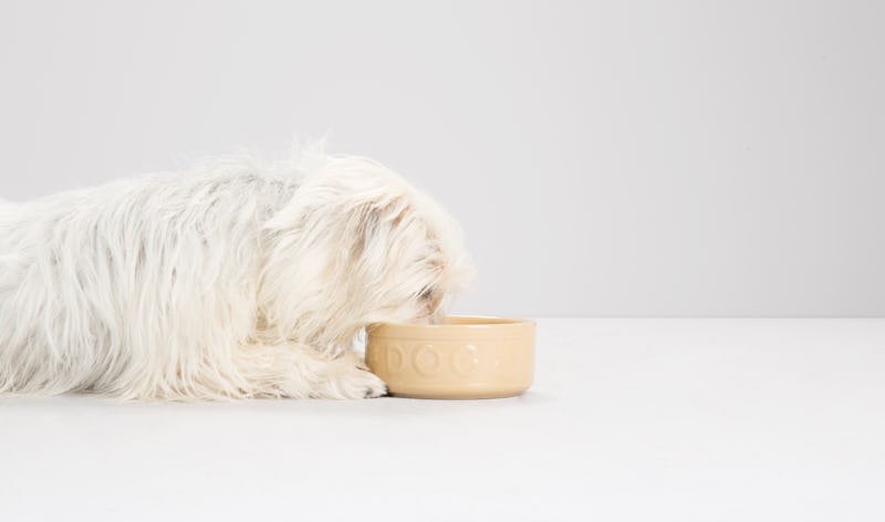 White-haired dog eating from a bowl