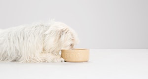 White-haired dog eating from a bowl