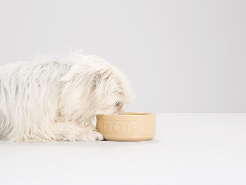 White-haired dog eating from a bowl