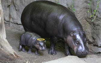 Baby hippo with a halo on it's head next to his mom.