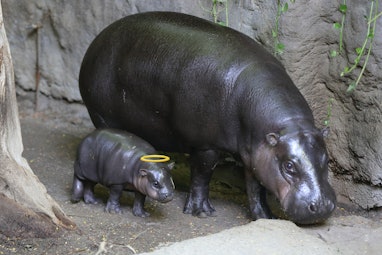Baby hippo with a halo on it's head next to his mom.
