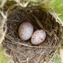 A bird's nest with two similar eggs: both white with brown speckles, but one is slightly larger.