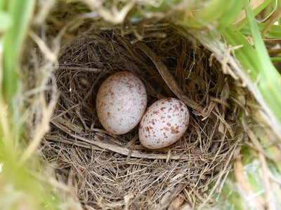 A bird's nest with two similar eggs: both white with brown speckles, but one is slightly larger.