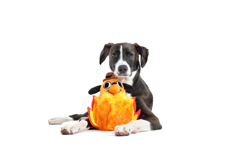 Will Bark’s "This Is Fine" dog toy restock? You still have a chance.