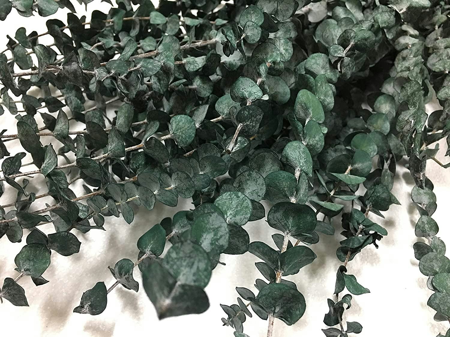 CalCastle Craft Natural Dried Preserved Eucalyptus Branches