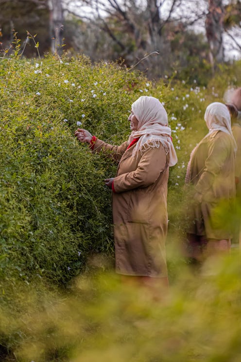 YSL Beauty woman picking plants in Morocco