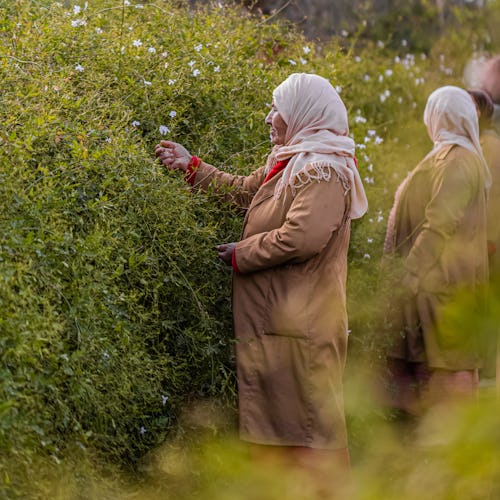 YSL Beauty woman picking plants in Morocco