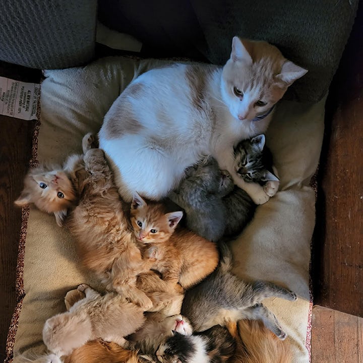 Mother cats Clementine and Cloud have won the hearts of everyone on Reddit (and the internet at larg...
