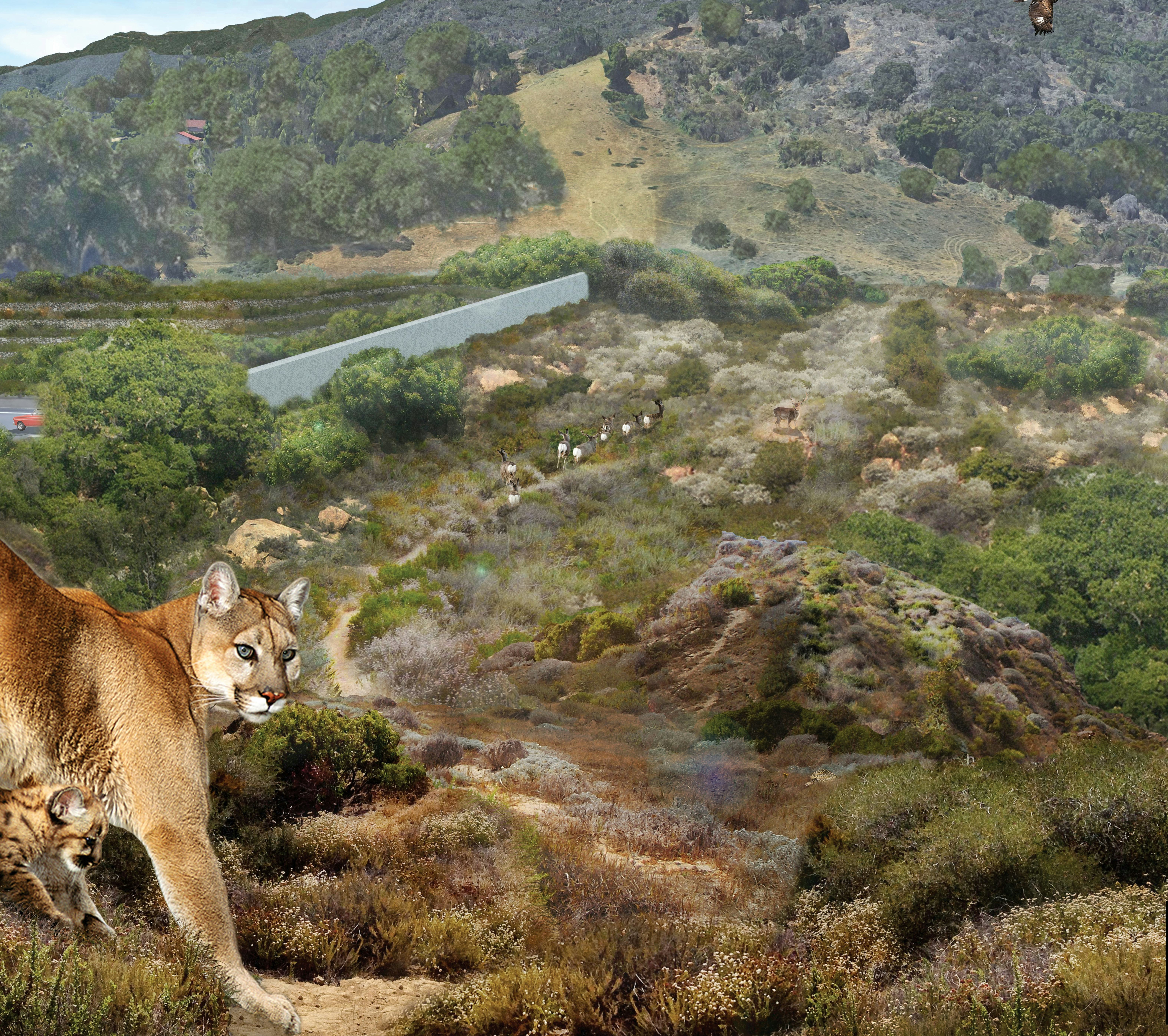 A cougar as one of the 8 animals that will flourish thanks to the largest wildlife corridor in the w...