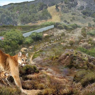 A cougar as one of the 8 animals that will flourish thanks to the largest wildlife corridor in the w...