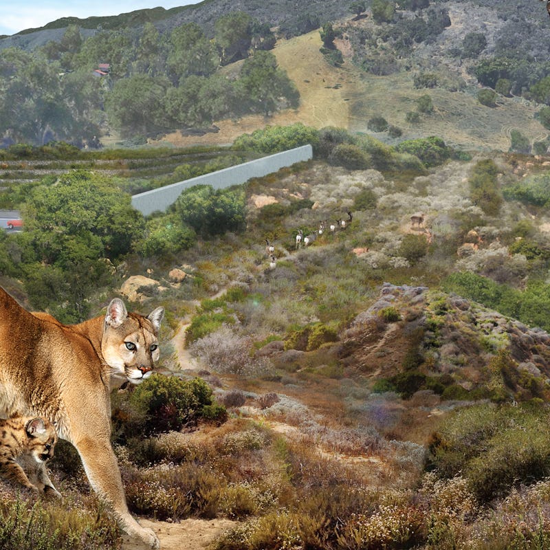 A cougar as one of the 8 animals that will flourish thanks to the largest wildlife corridor in the w...