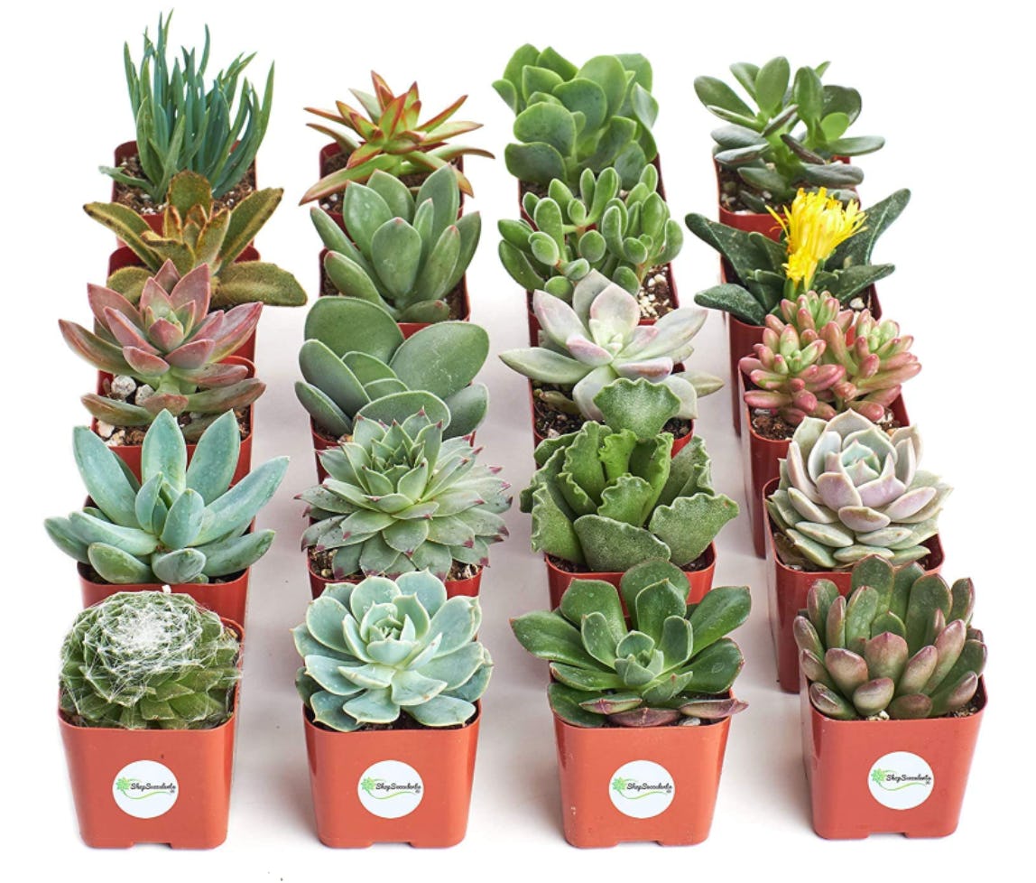 Shop Succulents Variety Pack of Mini Succulents