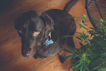 Dog next to cannabis plant