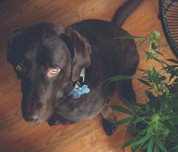 Dog next to cannabis plant