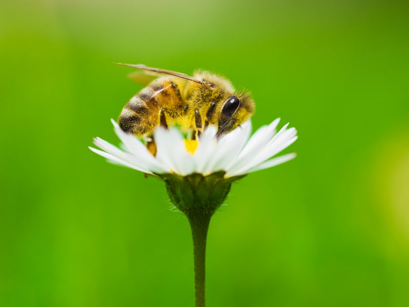Bee pollinating a flower