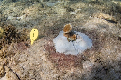 A coral fragment that has been outplanted in the Caribbean by Isla Mar Research Expeditions