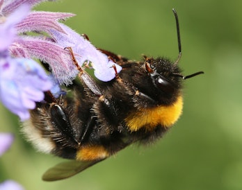 European bumblebee on a flower