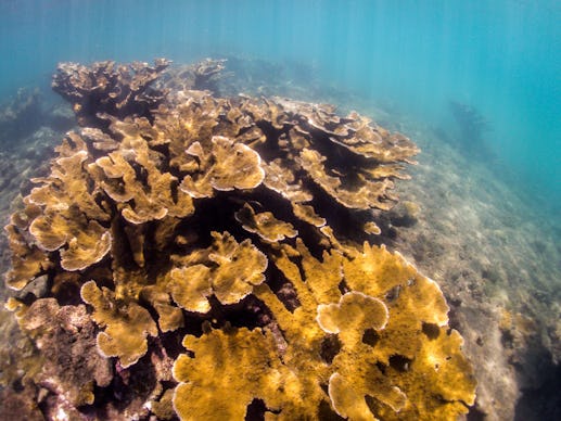 Elkhorn coral reef in the Caribbean