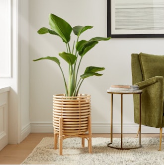 Live Bird of Paradise plant for brightening up a room