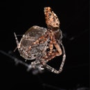 Male and female spider mating against a dark backdrop