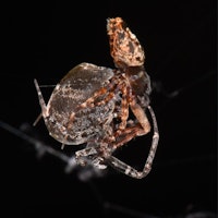 Male and female spider mating against a dark backdrop