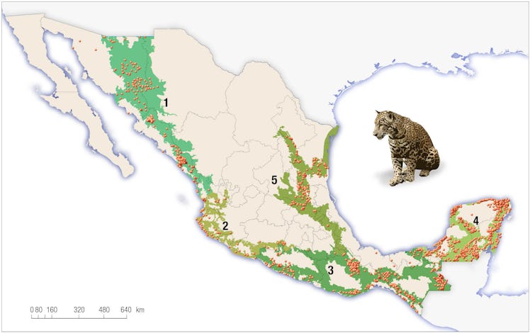 Current range of jaguars in Mexico (green zones). Dots represent sightings, and numbers denote jagua...