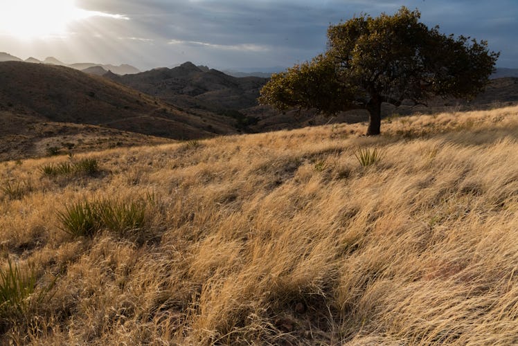 View of the Peloncillo Mountains, a corridor still open for wildlife movements between Mexico and th...