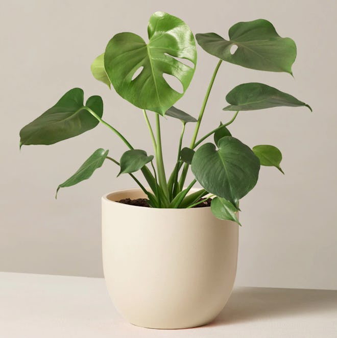 Monstera plant from The Sill