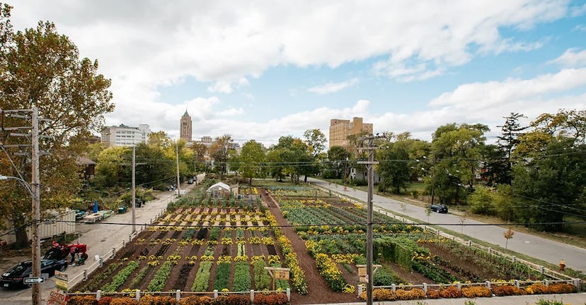 Image of the urban farm located in Detroit, Michigan and operated by the Michigan Urban Farming Init...