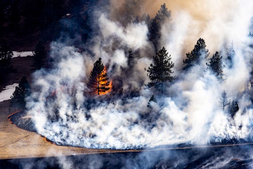 BOULDER, CO - MARCH 26: A tree goes up in flames as the NCAR Fire burns on March 26, 2022 in Boulder...