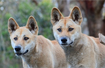 two dingoes stand side by side