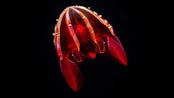 An image of the bloody-bell comb jelly, a jellyfish that lives in the deep sea.