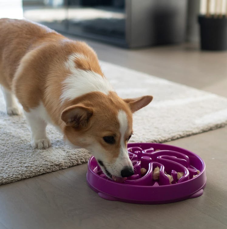 Outward Hound Fun Feeder Slo Bowl