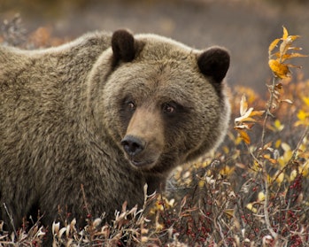 Grizzly bear in the wild close-up