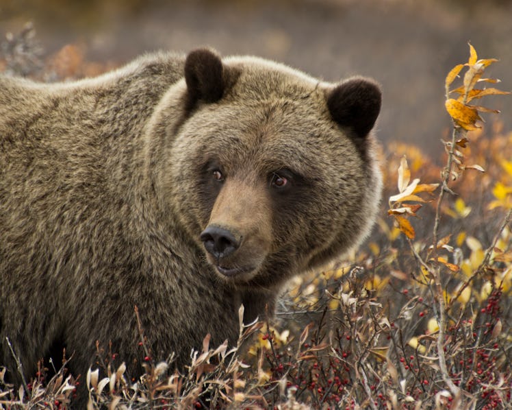 Grizzly bear in the wild close-up