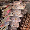 Gekko gecko family