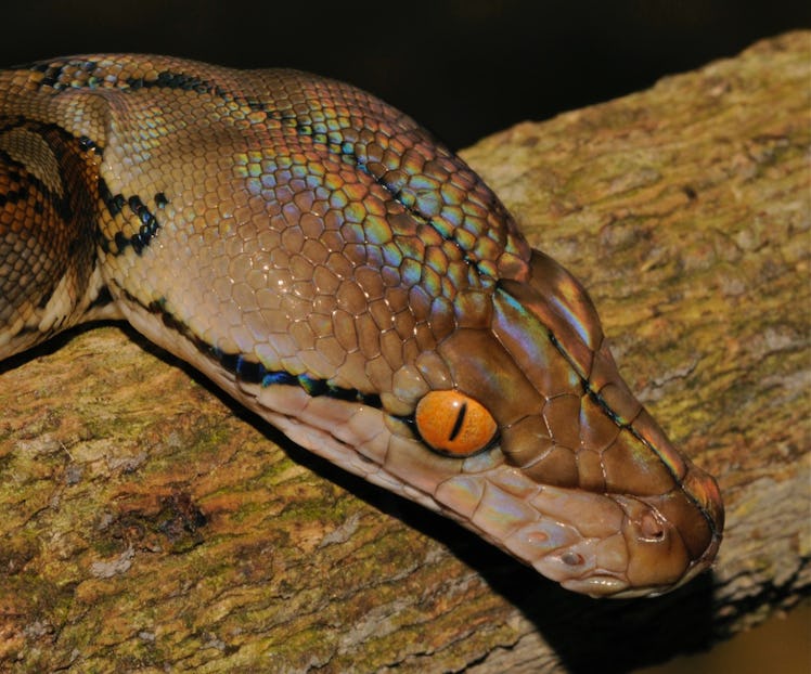 The brown head of a python with iridescent colors and amber eyes.