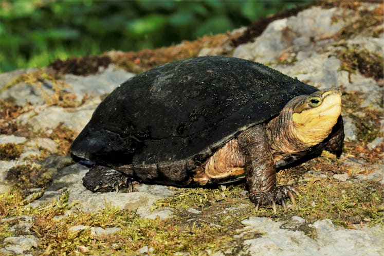 A small turtle with a dark, round shell and a yellowish face.