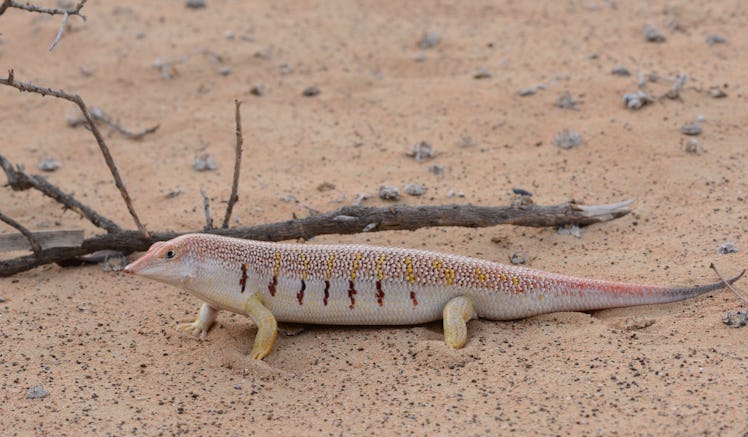A small beige skink with brown splotches along its side standing in the sand.