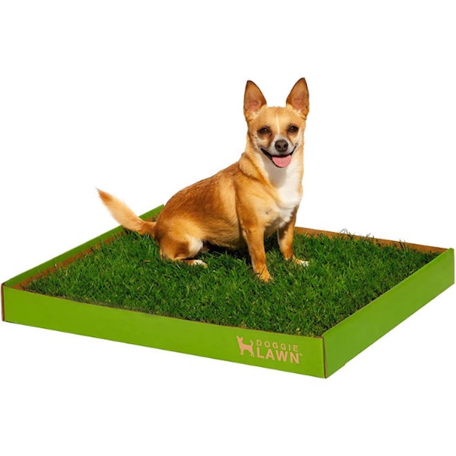 DoggieLawn Natural Grass Indoor Litter Box