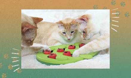 Best interactive cat toys for when you are away