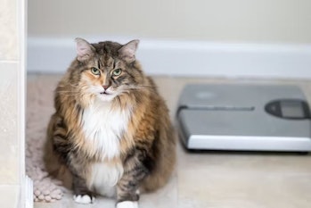 Calico maine coon cat sitting by a weighing scale
