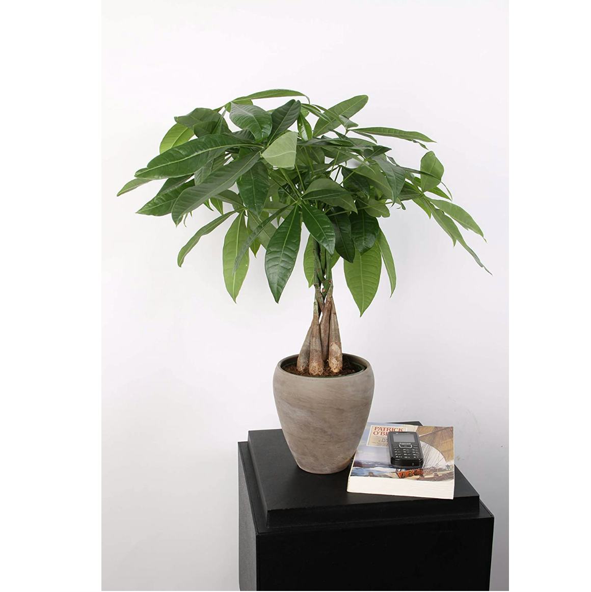 Costa Farms Money Tree